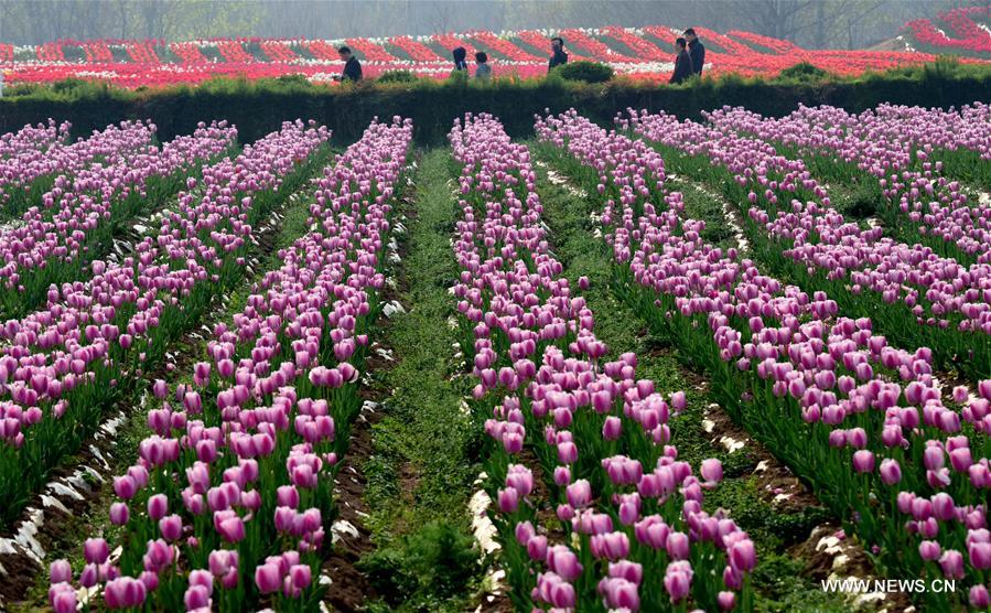 CHINA-HENAN-HOT SPRING TOWN-TULIPS (CN)