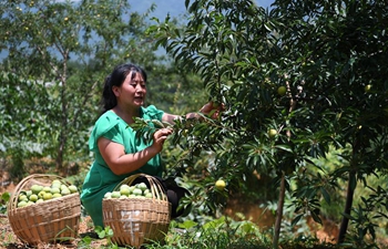 Summer harvest across China