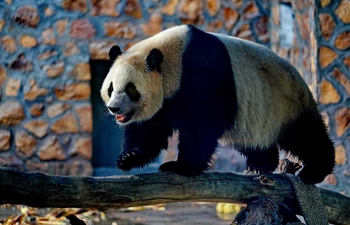 Four giant pandas from SW China's Chengdu start trip in northern cities