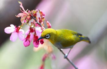 In pics: white-eye on branch of cherry tree in Guiyang