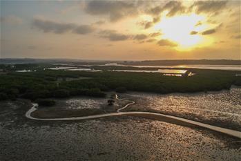 十年树木、红树成林——“海上森林”回归记